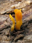 Calocera viscosa