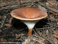 Clitocybe costata