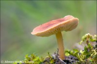 Clitocybe geotropa