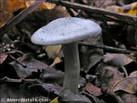 Clitocybe odora