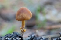 Conocybe rugosa