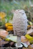 Coprinus comatus