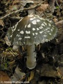 Coprinus picaceus