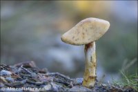 Cortinarius trivialis