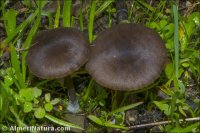 Entoloma cinereopacum