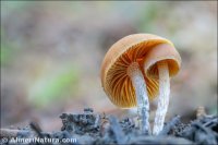 Galerina marginata