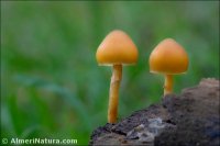 Galerina marginata