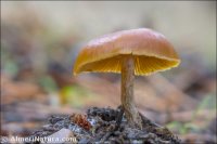 Galerina marginata