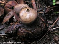 Geastrum campestre