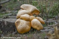 Gymnopilus junonius