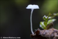 Hemimycena sp.