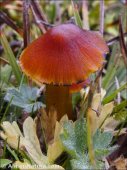 Hygrocybe conica