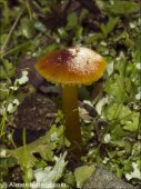 Hygrocybe conica