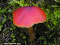 Hygrocybe conicoides