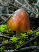 Hygrocybe konradii