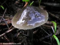 Hygrocybe psittacina