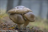 Hygrophorus agathosmus