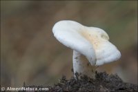 Hygrophorus cossus