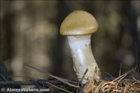 Hygrophorus gliocyclus