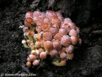 Hypholoma sublateritium