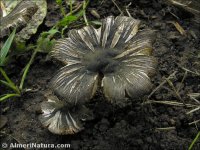 Inocybe maculata