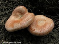 Lactarius deliciosus