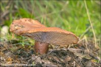 Lactarius zugazae