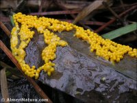 Leocarpus fragilis