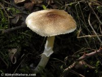 Lepiota pseudohelveola