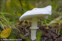 Leucoagaricus naucinus