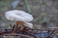 Leucocybe candicans