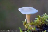 Leucocybe connata