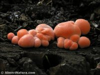 Lycogala epidendron