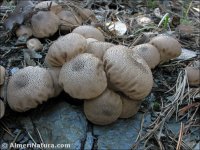 Lycoperdon foetidum