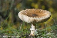 Macrolepiota phaeodisca