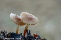 Marasmius wynnei