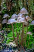 Mycena alcalina