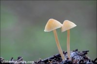 Mycena galericulata