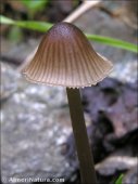 Mycena galopus