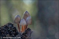 Mycena haematopus