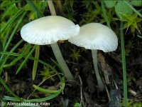 Mycena hiemalis