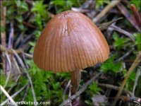 Mycena metata