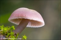 Mycena pura