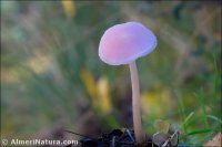 Mycena pura