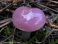 Mycena rosea