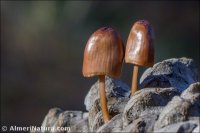 Mycena seynesii