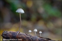 Mycena tenerrima