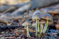 Mycena epipterygia