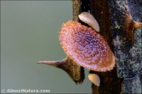 Phaeomarasmius erinaceus