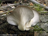 Pleurotus ostreatus